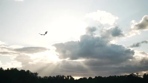 Flying a kite An eagle flies in the sky Bright rays of the sun A kite soars in Stock Footage 154760139