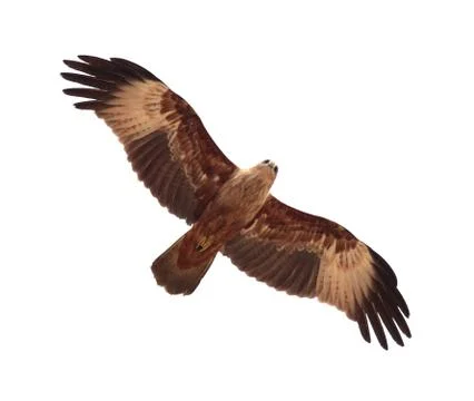 Flying kite Stock Photos