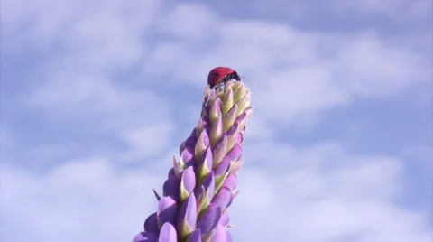 Flying ladybird 스톡 동영상 2102302