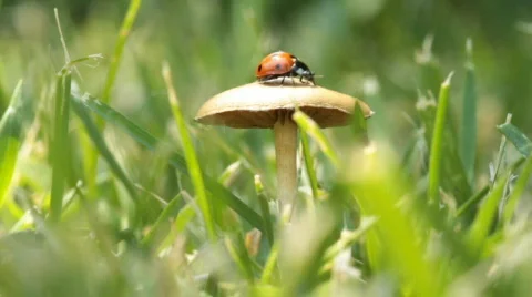Flying ladybug Video stock 743512