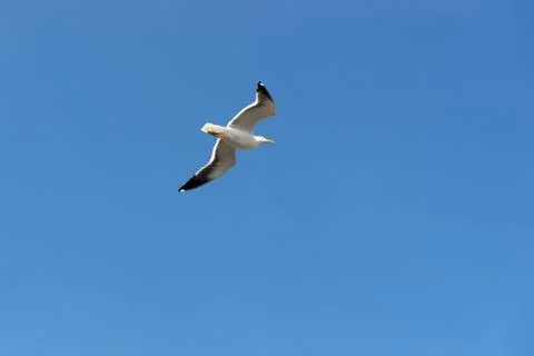 Flying larus Stock Photos