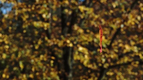 Flying leaf during autumn Stock Footage 84644181