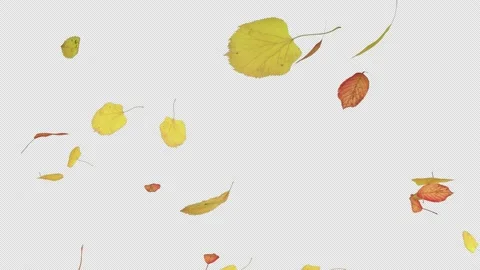 Flying Leaf Stock Footage 160634667