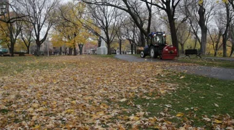 Flying leaves Stock Footage 8973187
