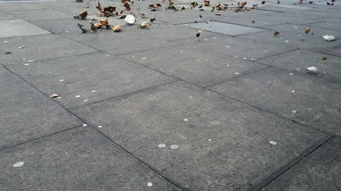 Flying leaves. Stock Footage 171038692