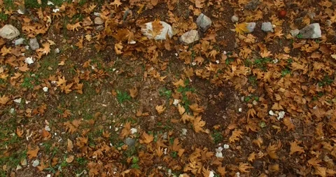 Flying Leaves On the Ground Stock Footage 145693438