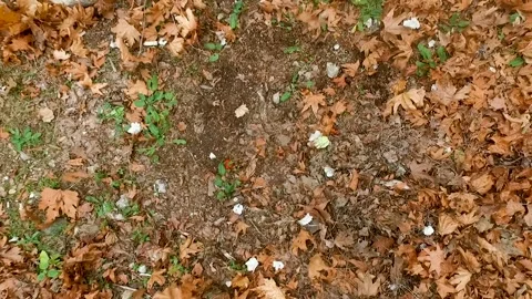 Flying Leaves on the Ground Slowly Stock Footage 145684339