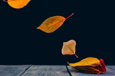 Flying up leaves Stock Photos