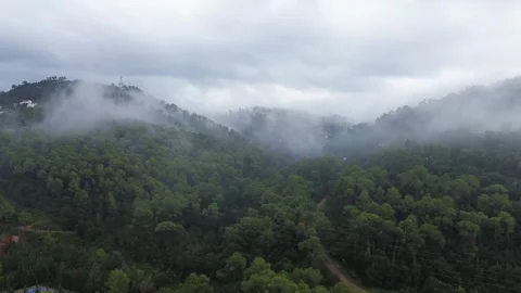 Flying Left Mist over Pine Forest in the Mountains 4k drone Stock Footage 287993023