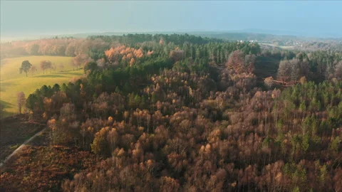 Flying left to right over Delamere Forest in Autumn / Fall 2020 golden sunset Stock Footage 142880102