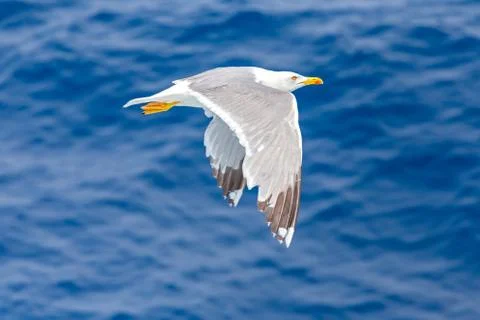 Flying lessons with seagull Stock Photos