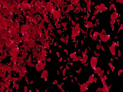 Flying Light Red Rose Flower Petals Falling Transition Alpha matte Loop 4k Stock Footage 71895217