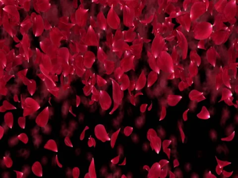 Flying Light Red Rose Flower Petals Falling Transition Alpha matte Loop 4k Stock Footage 71895242