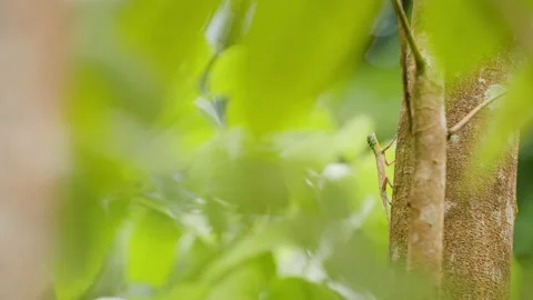 Flying Lizard Displays Dewlap and Wings Stock Footage 195273095
