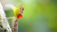 Flying Lizard Draco Taeniopterus - Exotic Animal Of Tropical Rain Forest Stock Footage