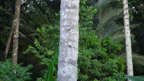 Flying lizard or Flying dragon. Bullying behavior to protect the territory Stock Footage 130421516