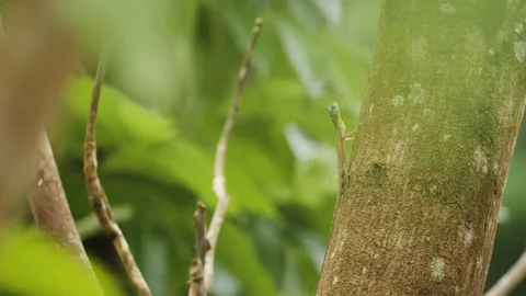 Flying Lizard Runs up Tree Trunk Stock Footage 195273743
