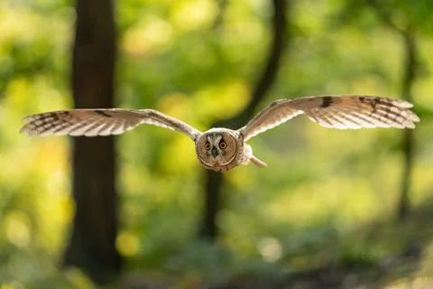 Flying long-eared owl with spreaded backlighted wings. Front action owl photo in Stock-Fotos