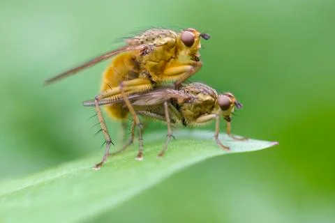 Flying love Stock Photos