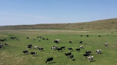 Flying low above cows on grazing in the field Vídeo Stock 146090883