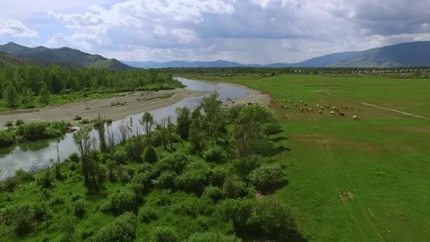 Flying low above the mountain river. Cows grazing on the green meadow. Video stock 79710642