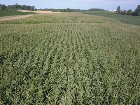 Flying low above windy rows of corn Stock Footage 78156697