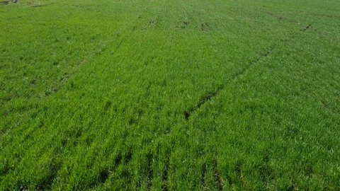 Flying at low altitude over the field with the sunrises of cultivated plants Stock Footage 131667189