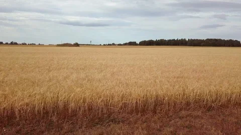 Flying low and fast above yellow cereal wheat field Stock Footage 94032166