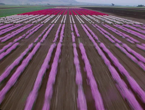 Flying low and fast over flower fields 1989 動画素材 136070269
