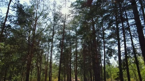 Flying low between pine trees in forest. Sun beams through the branches. High Video stock 233187814