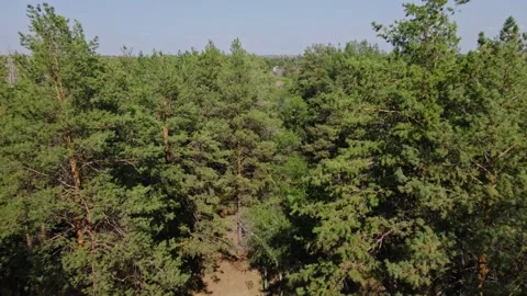 Flying low between pine trees in forest. Sun beams through the branches. High Stock Footage 233363206