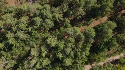 Flying low between pine trees in forest. Sun beams through the branches. High Video stock 233567255