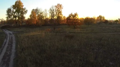 Flying low between the trees in autumn Stock-Footage 56474224