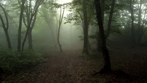 Flying low between trees in foggy forest, at sunrise	 Stock Footage 155754157