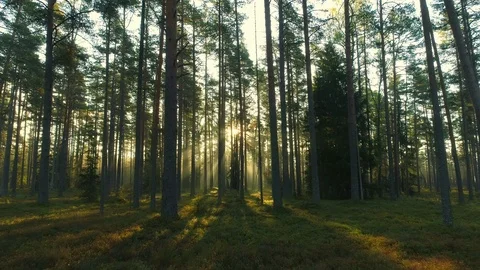 Flying low between trees in forest sun beams on foggy morning during sunrise Stock Footage 119818624