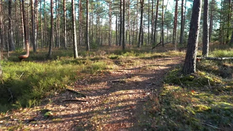 Flying low between trees in forest on a sunny spring day. Stock Footage 152461505