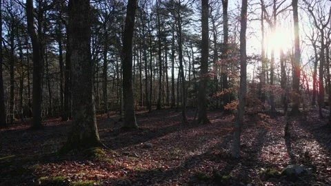 Flying low in the forest Stock Footage 147334721
