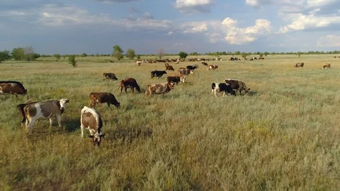 Flying low herd flock cows cattle beasts livestock grazing flat steppe pasture   Stock Footage 120000987