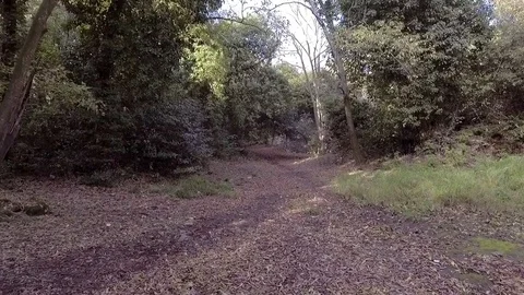 Flying low inside forest Stock Footage 71127330