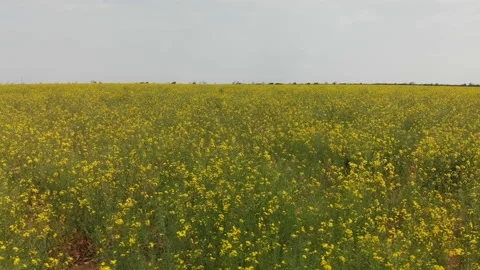 Flying Low Over the Bright Yellow Field of Your Rapeseed Stock Footage 130460863