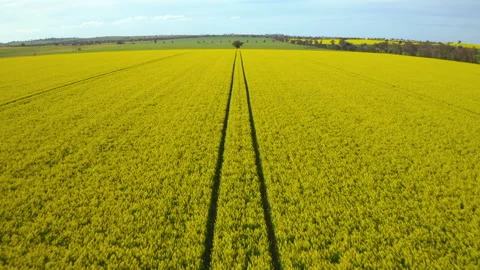 Flying Low Over a Bright Yellow Canola Field with One Tree Stock Footage 219284824