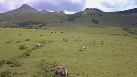 Flying low over cattle herd on a green meadow at Picos de Europa, Spain, Stock Footage 240198346
