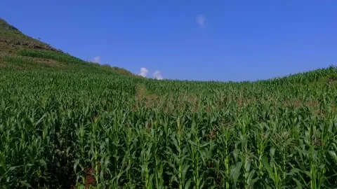 Flying low over a corn plantation Stock Footage 154554005