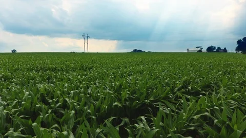 Flying Low Over Cornfield on Farm Stock Footage 112680422