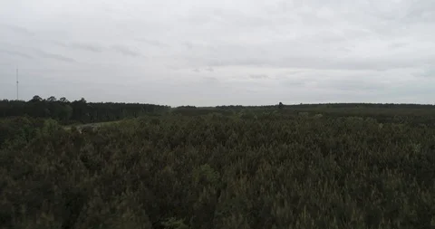 Flying low over dense green forest drone aerial 4K Stock Footage 111362807
