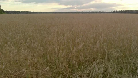 Flying low over the ears of grain crops wheat or rye after sunset in the evening Stock Footage 137928395