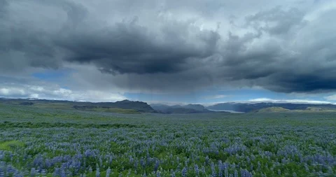 Flying low over endless blue lupine flowers glacier and storm clouds Iceland  Stock Footage 111449315