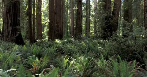 Flying low over ferns in Redwood forest, northern California Stock Footage