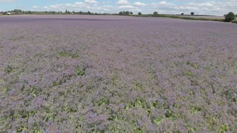 Flying Low Over Field Of Borage Plants Warwickshire UK Aerial Landscape D-Log Stock Footage 138598283