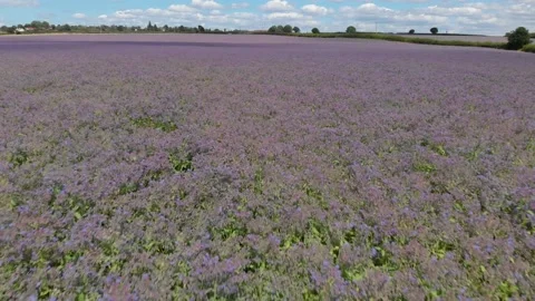 Flying Low Over Field Of Borage Plants Warwickshire UK Aerial Landscape Graded Stock Footage 138598378